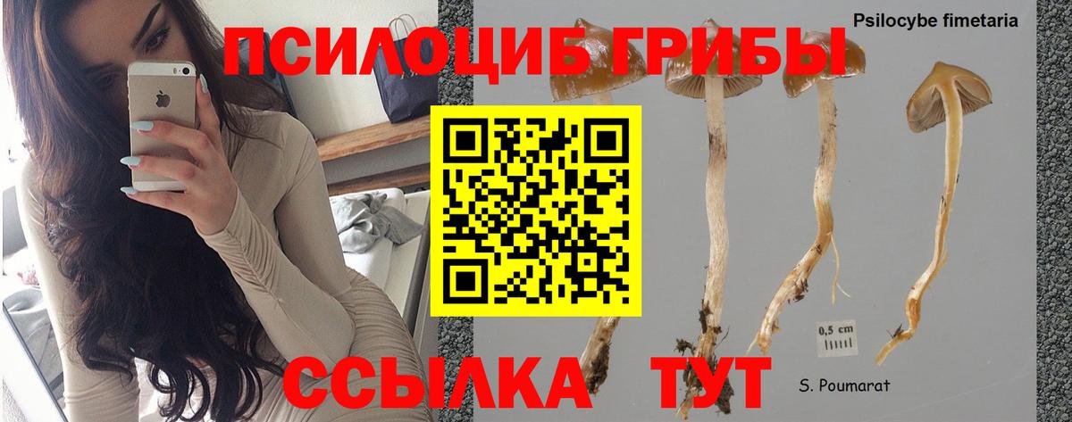 Знаменск  Псилоцибиновые грибы GOLDEN TEACHER  Вход с VPN 